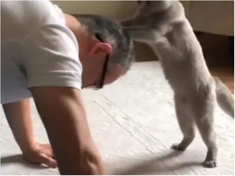 Personal Trainer Cat Video Viral : यह बिल्ली बनी Personal Trainer, इस वीडियो को देख आप भी हँसने को हो जाएंगे मजबूर