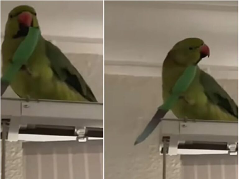 Viral Video : इस तोते का गुस्सा तो देखिए, हाथ मे पकड़ा चाकू, फिर किया कुछ ऐसा वीडियो देख रह जाएंगे हैरान