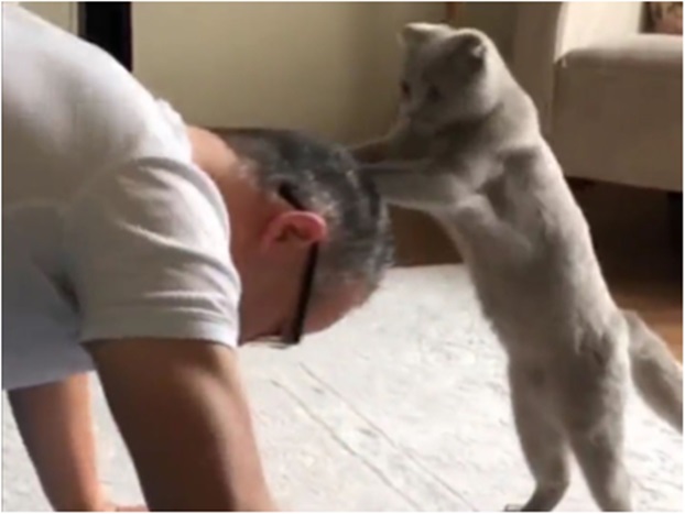Personal Trainer Cat Video Viral
