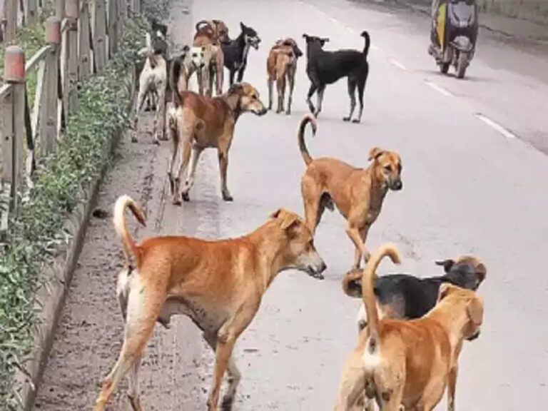 Agra: कुत्तो ने घेरकर बच्ची को नोंचा, हालत ज्यादा खराब होने से 8 डॉक्टर कर रहे इलाज